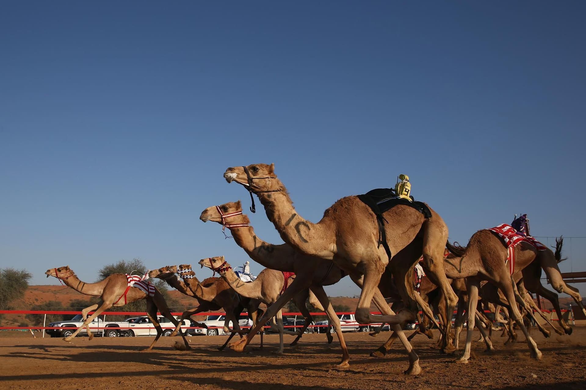 Dive-into-the-Desert-Delights